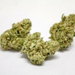 Face Off OG Strain Information & Reviews | Where's Weed