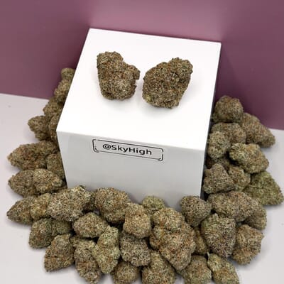 Bacio Gelato-Exotic A+
