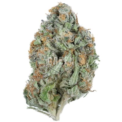 Cinderella 99 Sativa-Dominant Hybrid | Top Shelf Cannabis