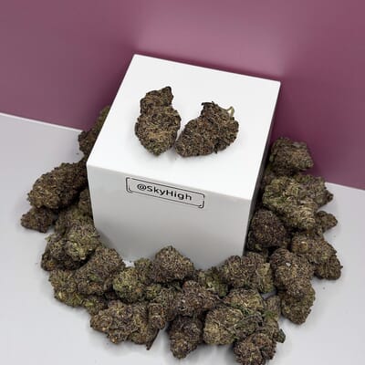 Mendocino Purps-Exotic A+