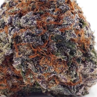 ALASKAN THUNDER GRAPE (DESIGNER)