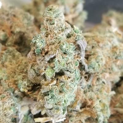 Chocolope