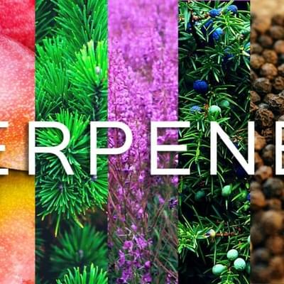 Terpenes CBD 100 MG STrawberry AK