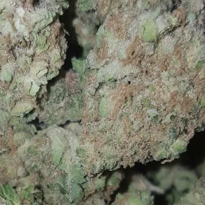 Critical Mass - High Valley Farms