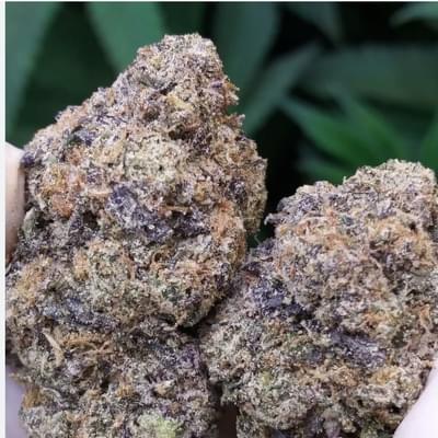 JELLY DONUTZ (EXOTIC)
