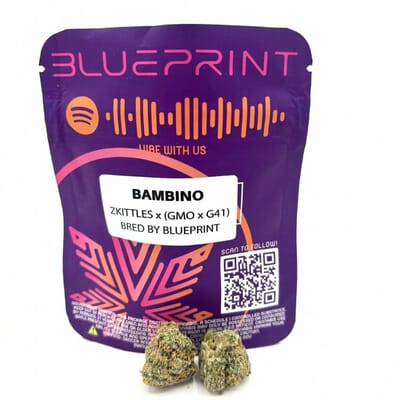 Bambino | Blueprint