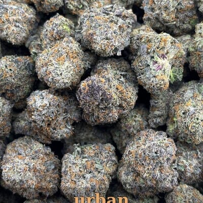 Purple Gelato Hybrid | Designer Flower
