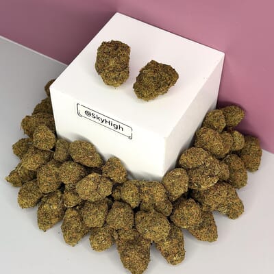 Gelato 33-Premium