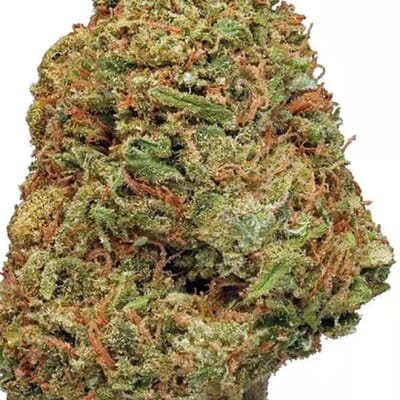 NORTHERN LIGHTS (PREMIUM)