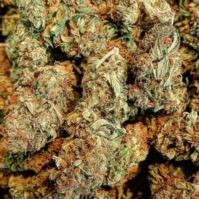 Flo OZ SPECIAL