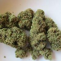 Silencer Small buds