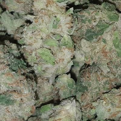 Northern Lights - High Valley Farms