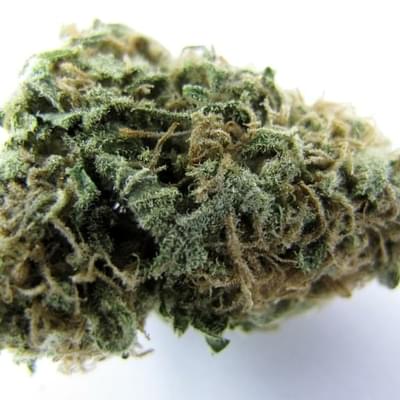 Skunk #1