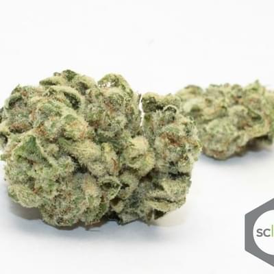 Gorilla Glue