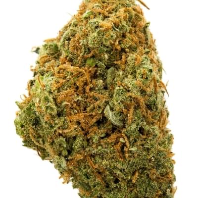 The Dutchess (EXOTIC A+)