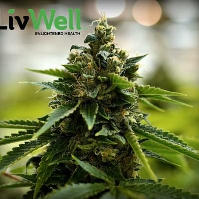 Lucabrasi X Sour Diesel #12