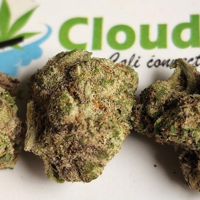 Mochi - Exotic SMALLS