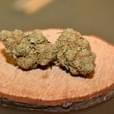 Master Kush