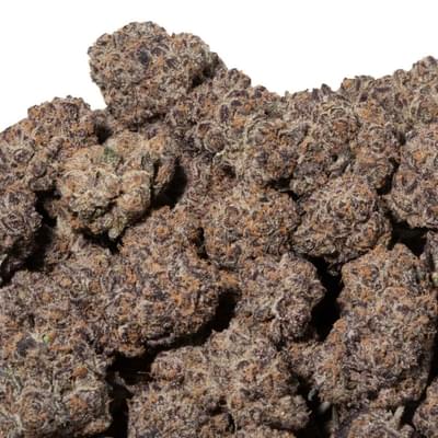 PURPLE GELATO (TOPSHELF)