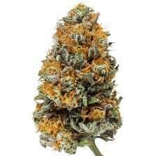 OAMA KUSH (EXOTIC)