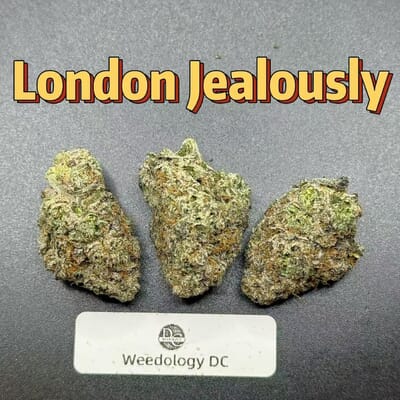 London Jealously---Exotics