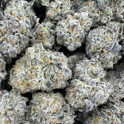 PURPLE SKURP (DESIGNER)