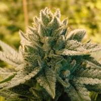 Chem Goji OG Small buds