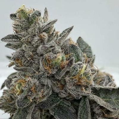 Candy Crush – Designer