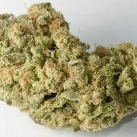 Grape Stomper Small buds