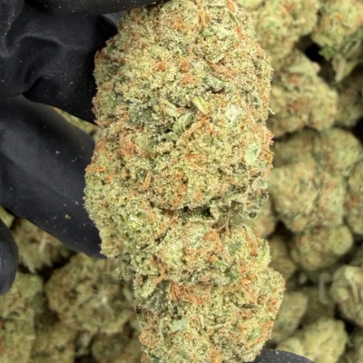 GG4 +A (Hybrid)