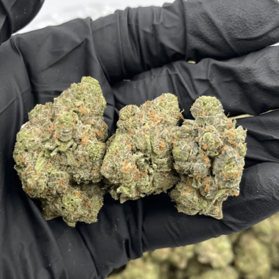 Apple Fritter (Hybrid)