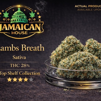 Lambs Breath