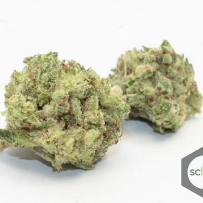 Gorilla Glue S1