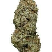 Amnesia (PREMIUM)