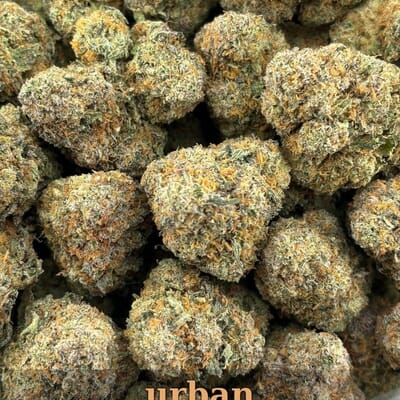 Grape Ambrosia Hybrid | Designer Flower