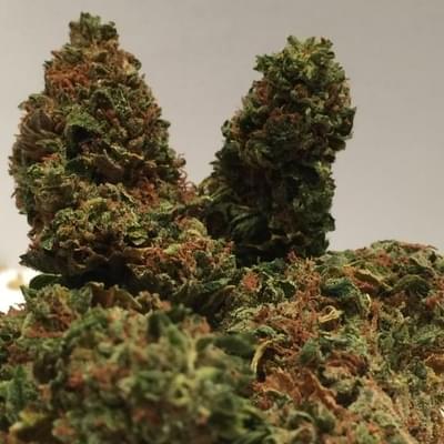 G13