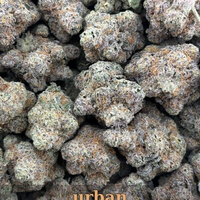 Alpha Purple Indica | Designer Flower