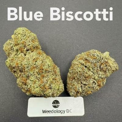 Blue Biscotti---Exotics