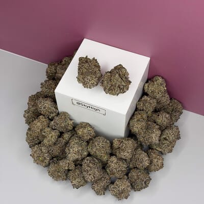 Mochi Gelato-Exotics A+
