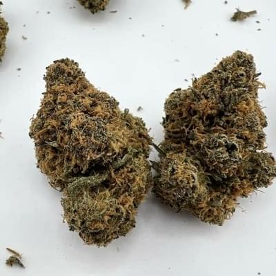 Honey Butter indoor AAA