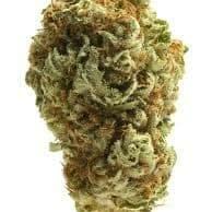 Devils Dawg (PREMIUM)