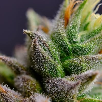 Designer Shake (Indica)