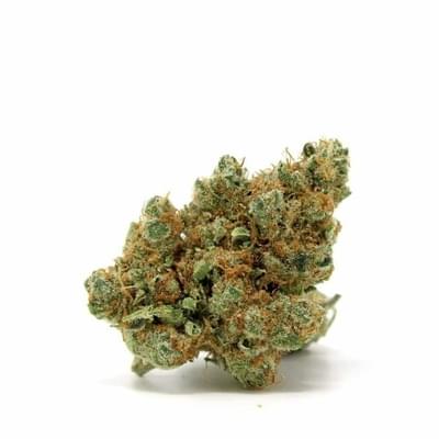 Motor breath ( Top shelf)
