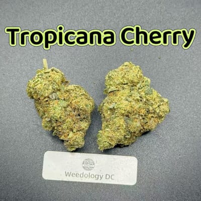 Tropicana Cherry---Exotics