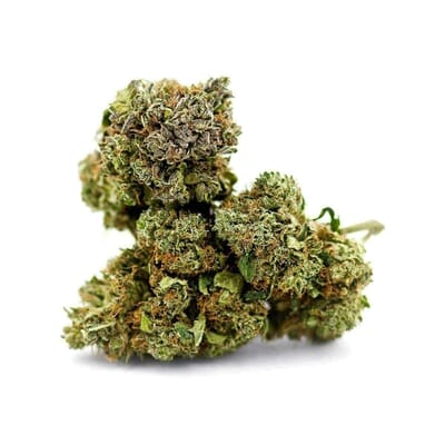 Jack Herer Sativa-Dominant Hybrid | Top Shelf Flower