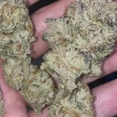BLUEBERRY CUPCAKE (EXOTIC)