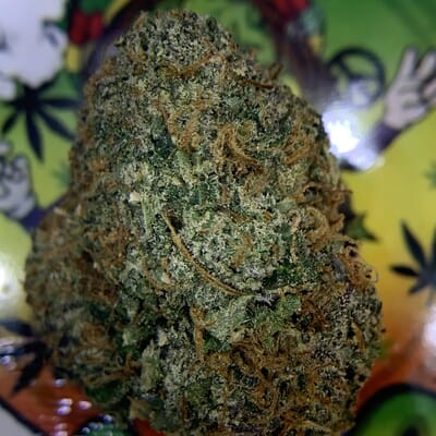 EXOTIC- JUNGLE CAKE