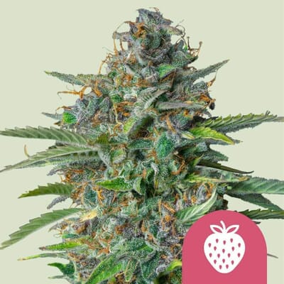 Strawberry Cough - Sativa THC 23%