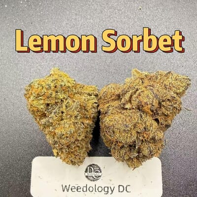 Lemon Sorbet