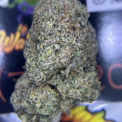 EXOTIC - BOGGLE DRAGON